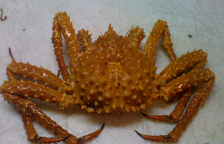 Alaskan Golden Brown King Crab