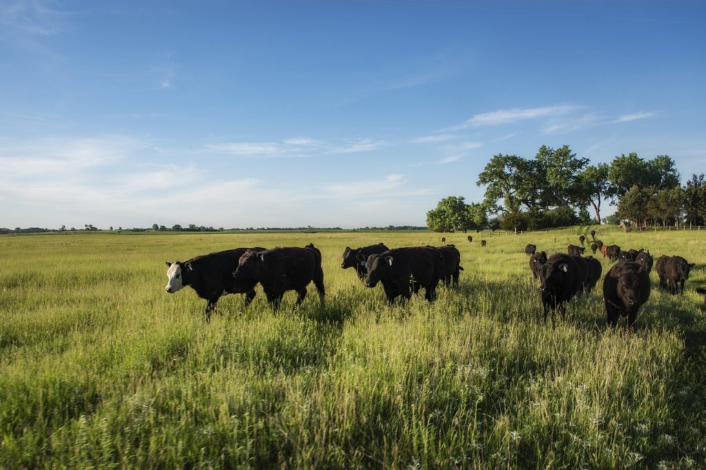 Grass Fed Beef on grassland pasture