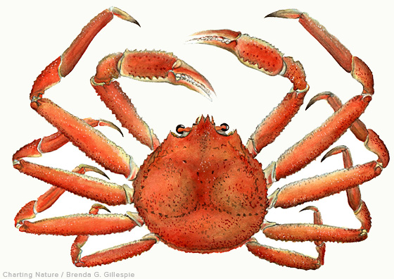 what is snow crab