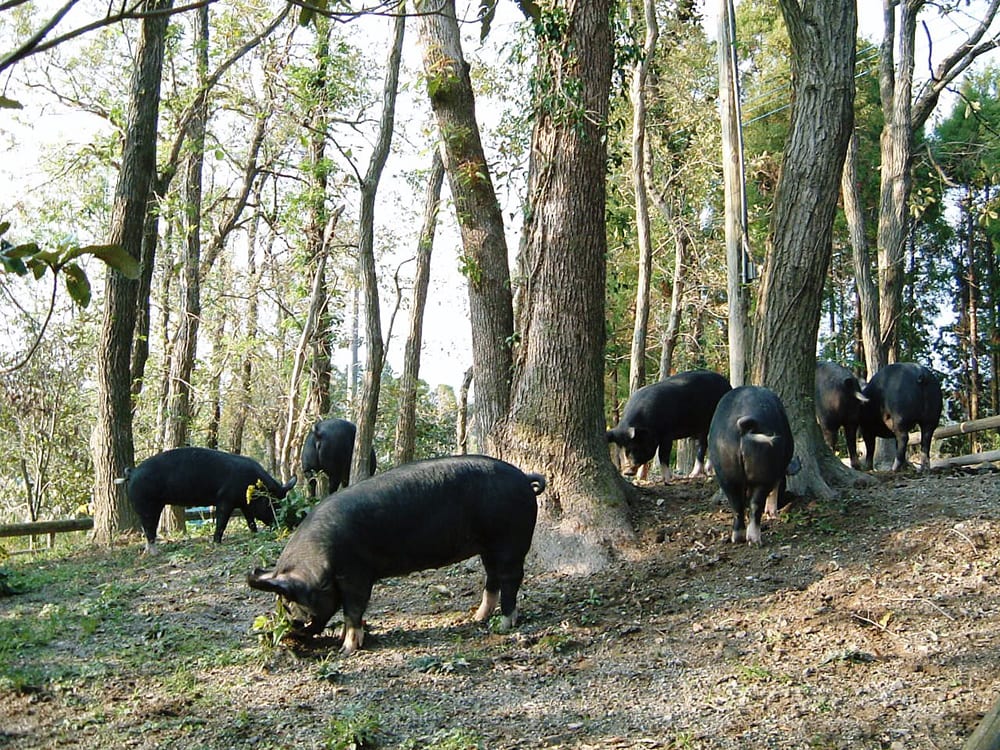 Berkshire Kurobuta pork pig Kagoshima Japan best pig breeds heritage