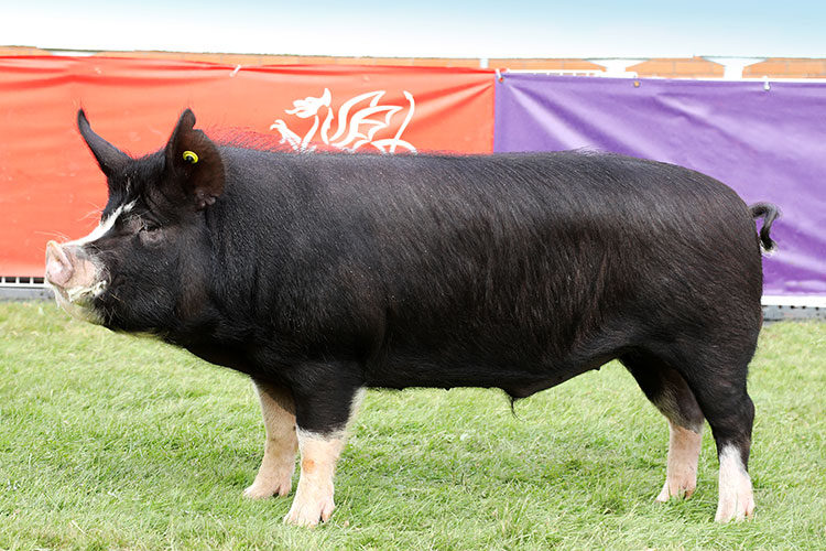 Berkshire pig pork England best pig breeds heritage
