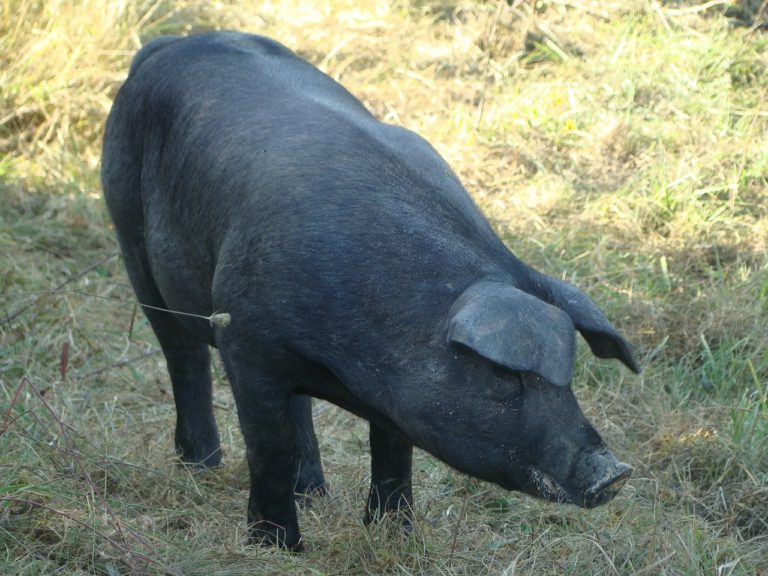Gascon Pig France best pig breeds heritage