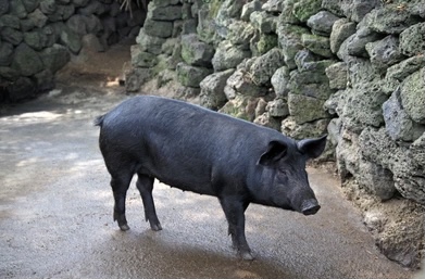 Jeju Island Black Pork Heuk Dwaeji South Korea best pig breeds heritage