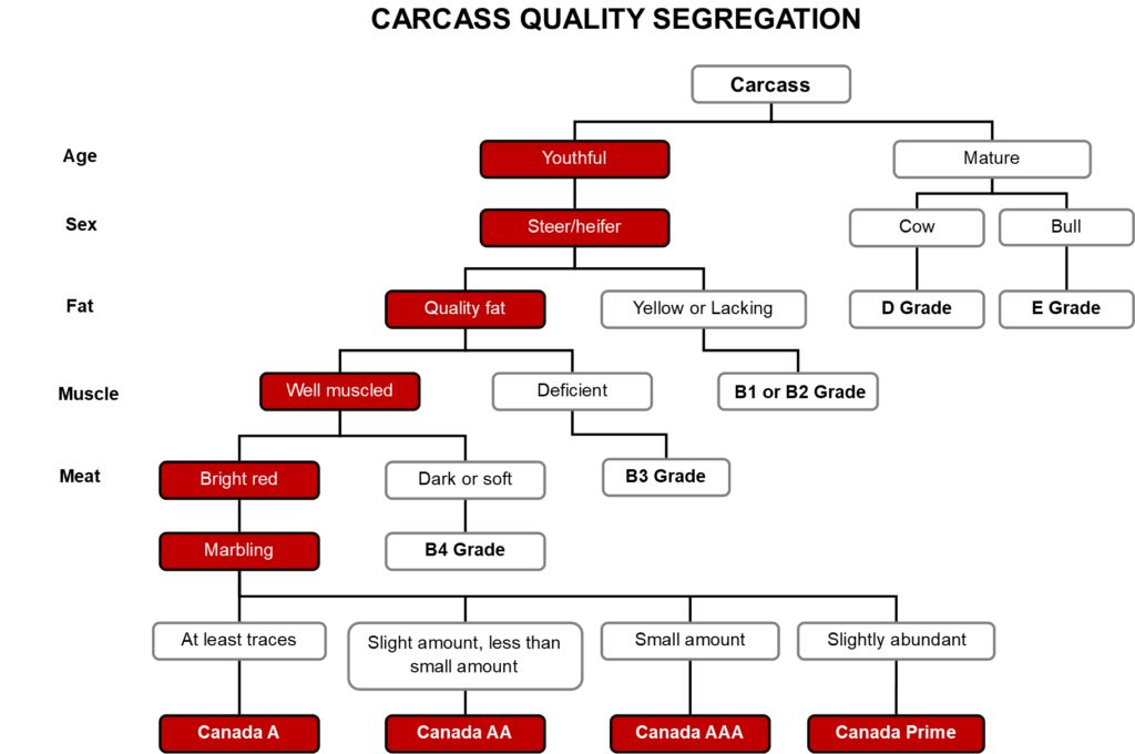 6 Beef Grading Systems In The World (with Complete Chart)