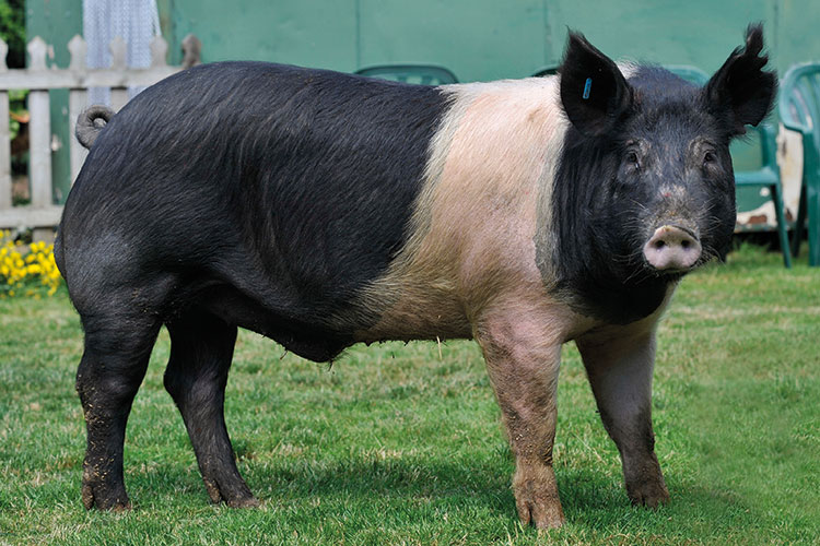 England Heritage Pork Breed Hampshire Pig