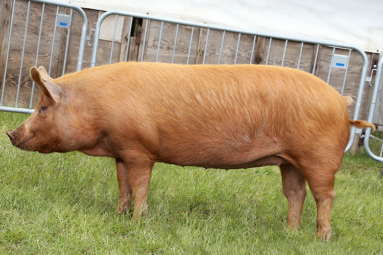 England Heritage Pork Breed Tamworth Pig