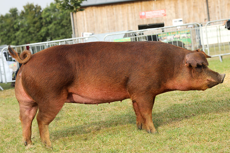 United States Heritage Pork Breed Duroc Pig
