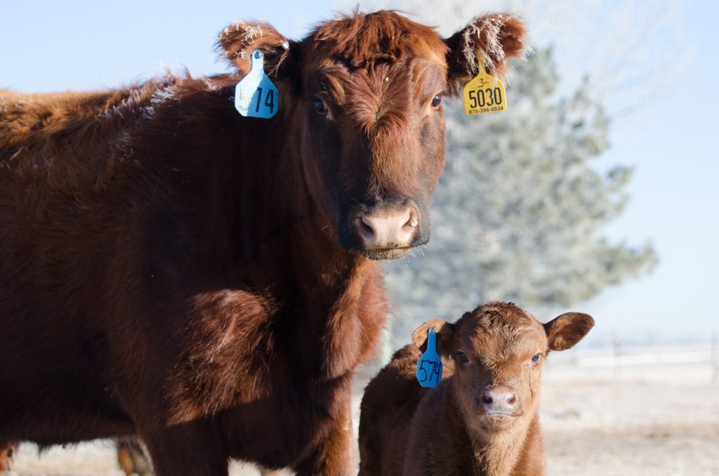 Red Angus Beef