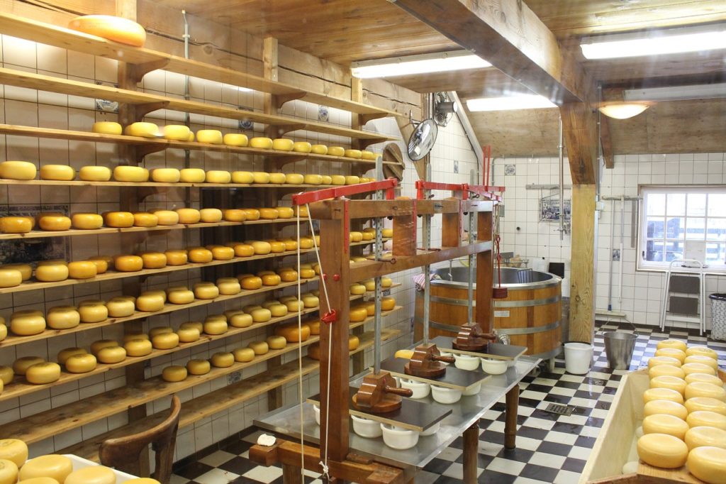 cheese factory making production