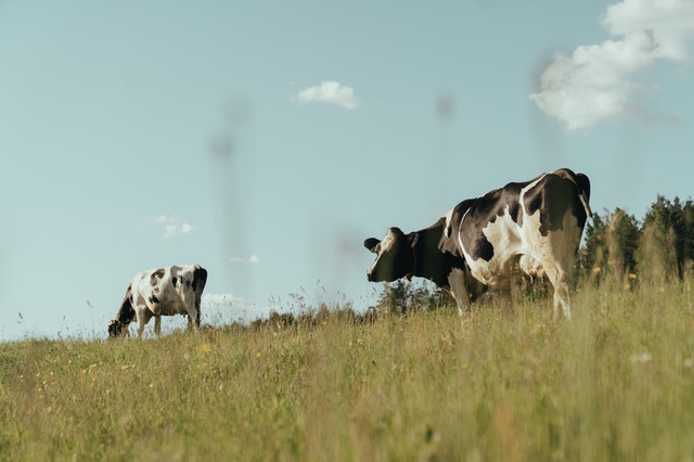 cows on grassland